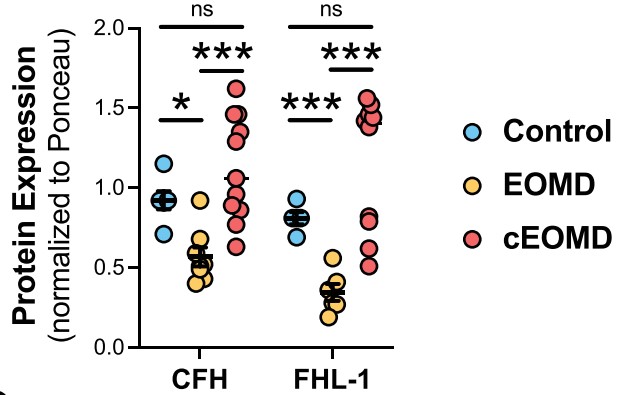 Protein expression of CFH and FHL-1 secretion from CRISPR-corrected (c)EOMD RPE cells.jpg